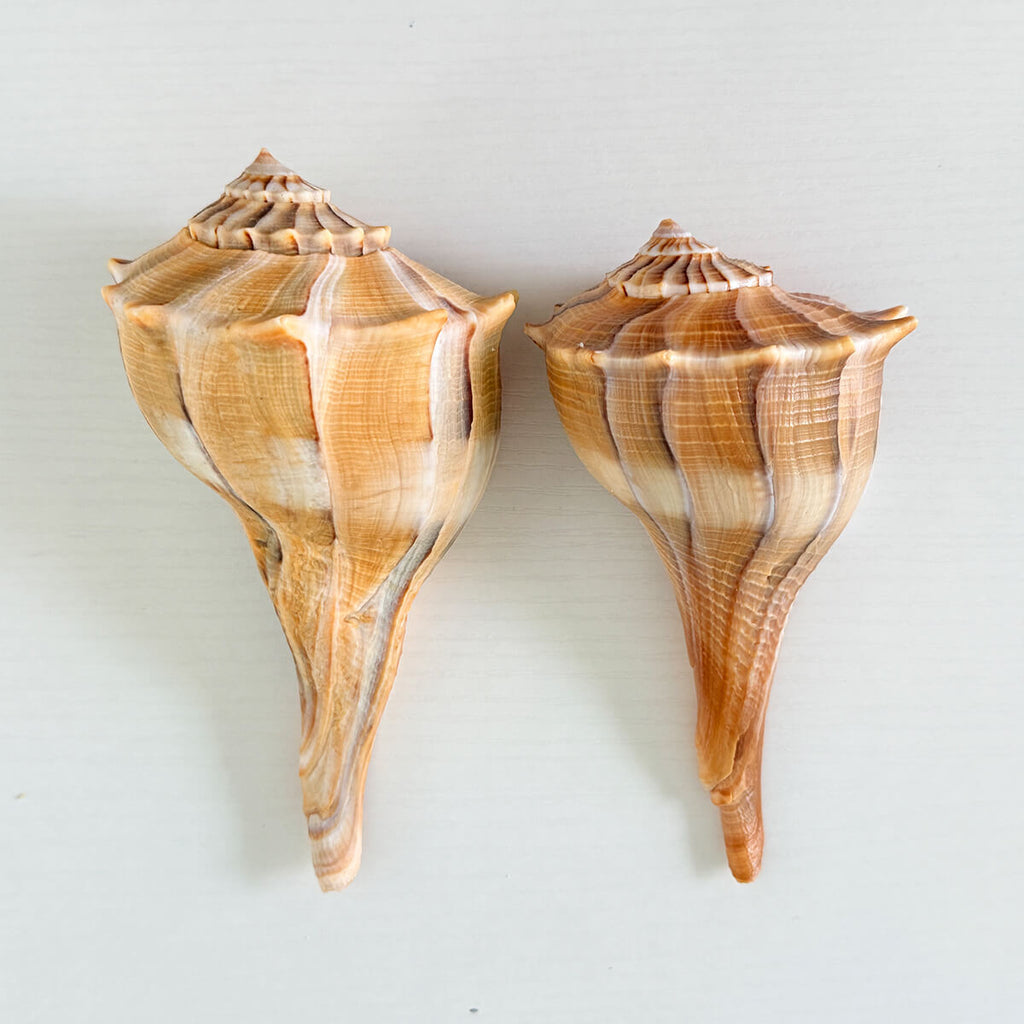 Florida Lightning Whelk Seashells (Bundle of 2)