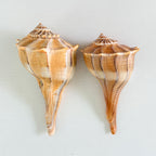 Florida Lightning Whelk Seashells (Bundle of 2)