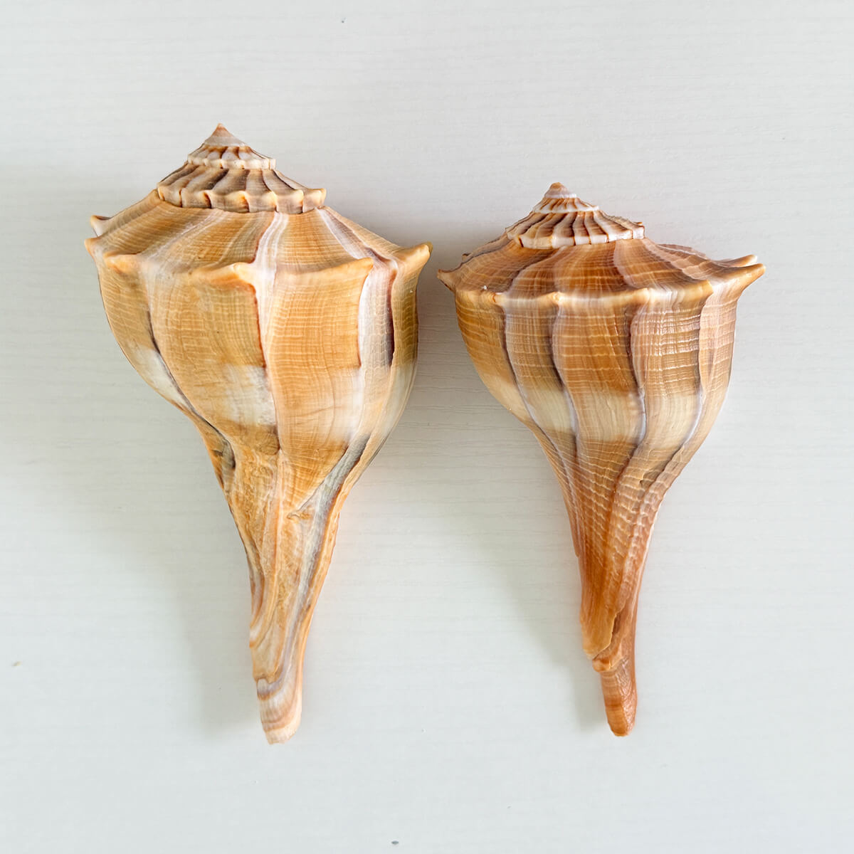 Florida Lightning Whelk Seashells (Bundle of 2)