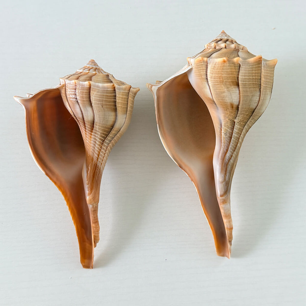 Florida Lightning Whelk Seashells (Bundle of 2)