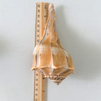 Florida Lightning Whelk Seashells (Bundle of 2)