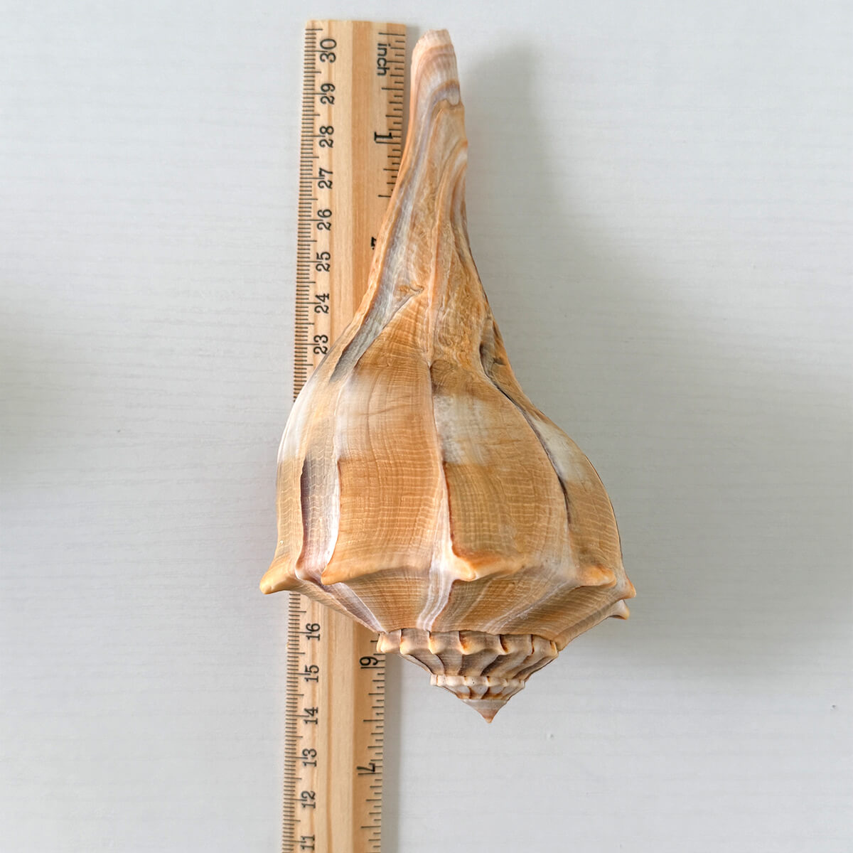 Florida Lightning Whelk Seashells (Bundle of 2)