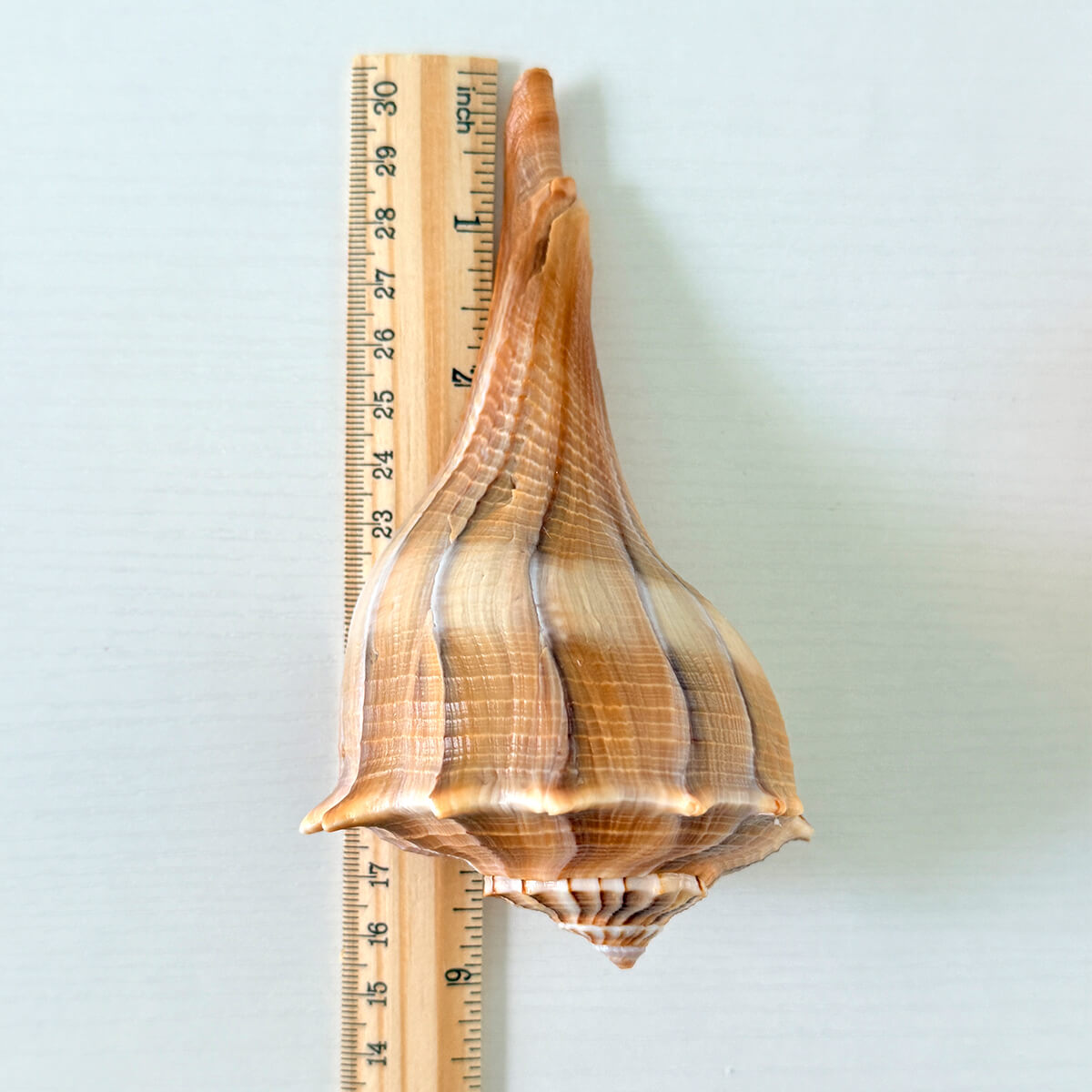 Florida Lightning Whelk Seashells (Bundle of 2)