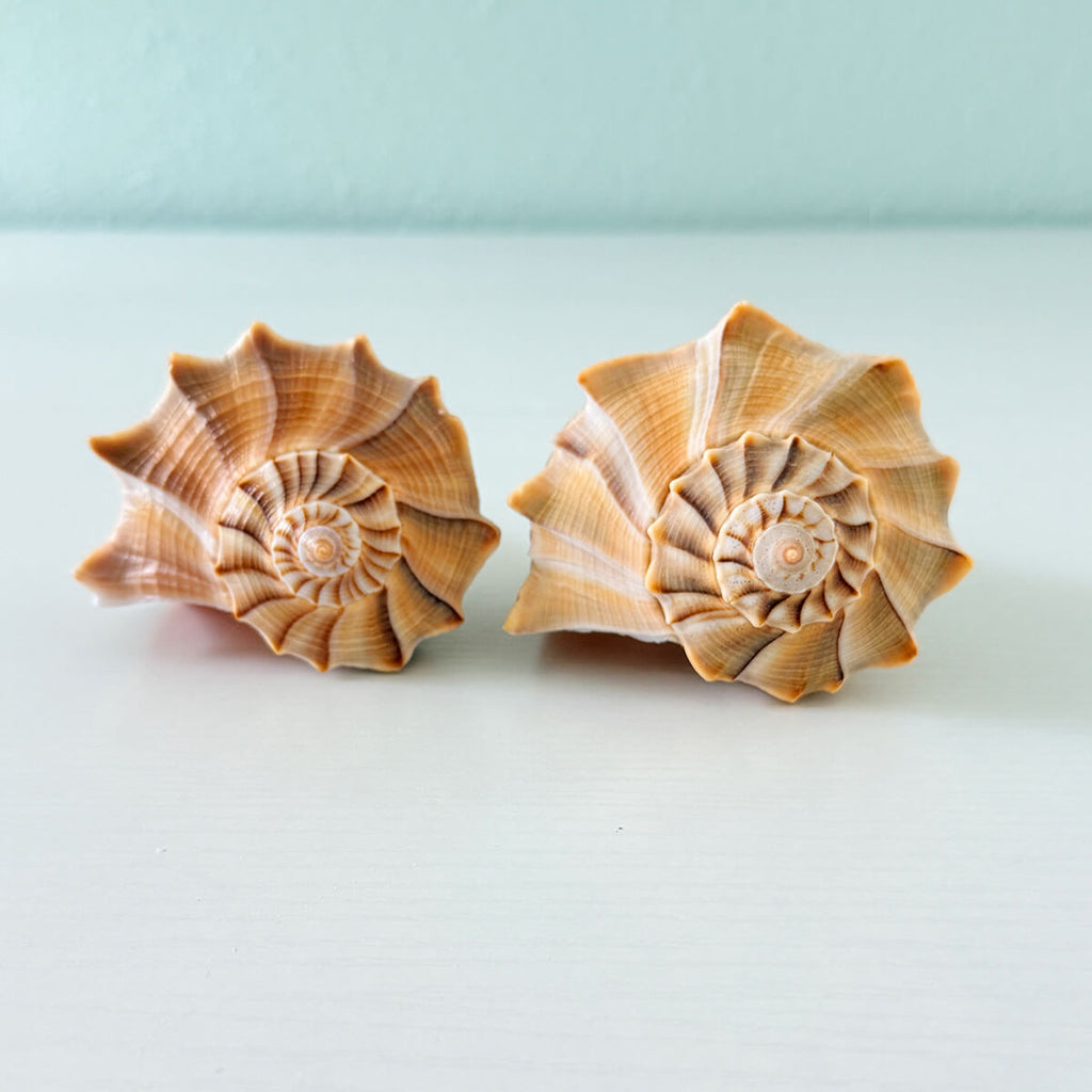 Two large Lightning Whelk shells in caramel and golden yellow coloring measuring 6 and 6.5 inches long hand-picked from St. Pete Beach Florida 🐚✨