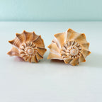 Two large Lightning Whelk shells in caramel and golden yellow coloring measuring 6 and 6.5 inches long hand-picked from St. Pete Beach Florida 🐚✨