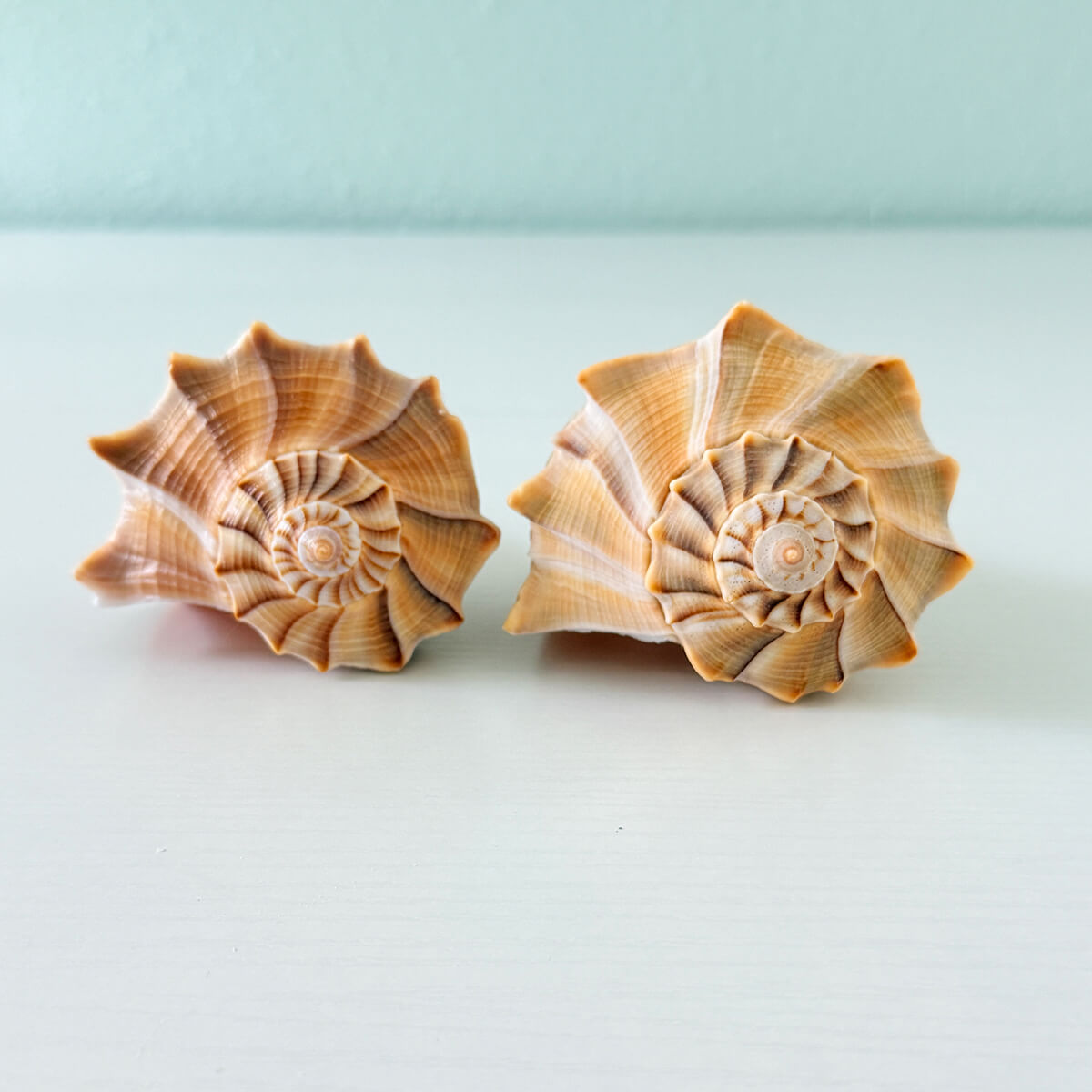Two large Lightning Whelk shells in caramel and golden yellow coloring measuring 6 and 6.5 inches long hand-picked from St. Pete Beach Florida 🐚✨