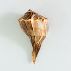 Florida Lightning Whelk Seashell