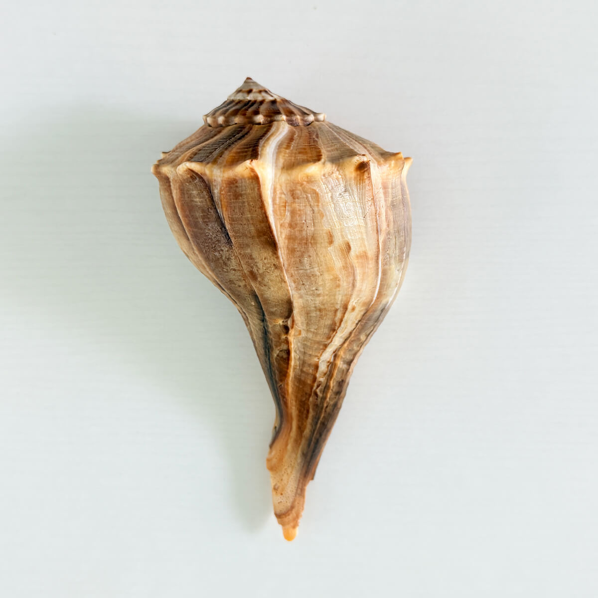 Florida Lightning Whelk Seashell