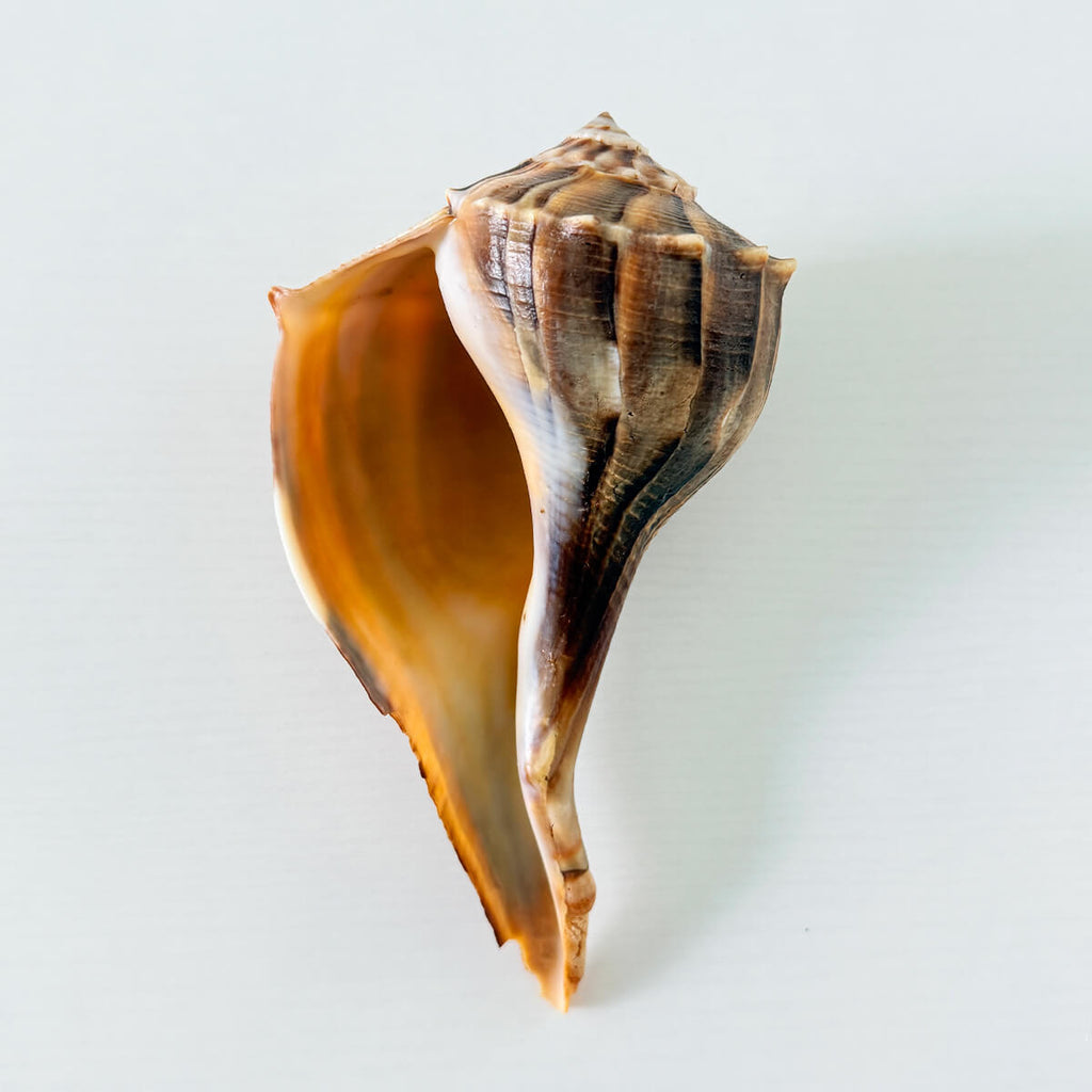 Florida Lightning Whelk Seashell
