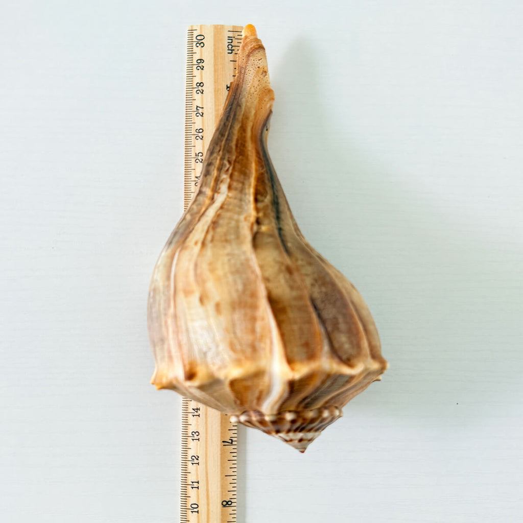 Florida Lightning Whelk Seashell