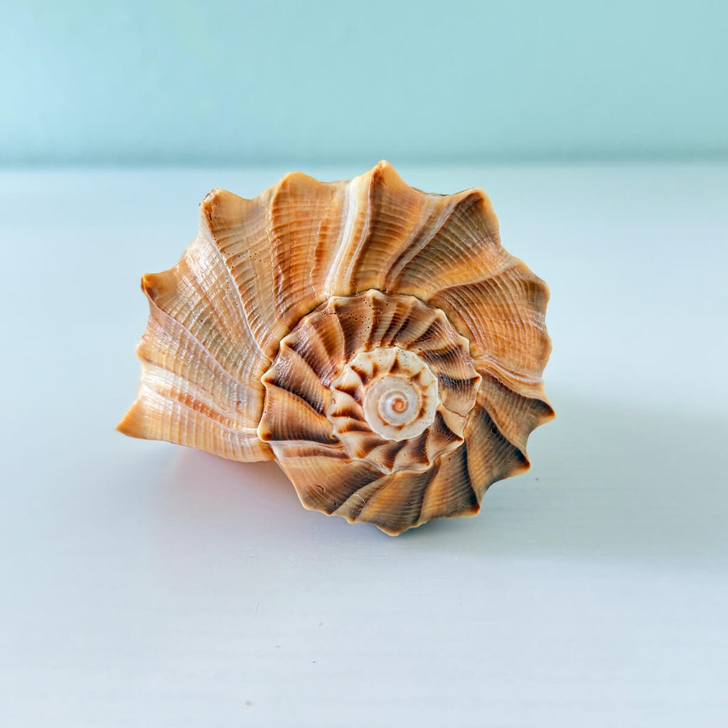 Large 7.25 inch caramel and brown Lightning Whelk shell with beautiful spikes and natural swirls hand-picked from St. Pete Beach Florida 🐚✨