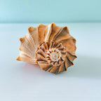 Large 7.25 inch caramel and brown Lightning Whelk shell with beautiful spikes and natural swirls hand-picked from St. Pete Beach Florida 🐚✨