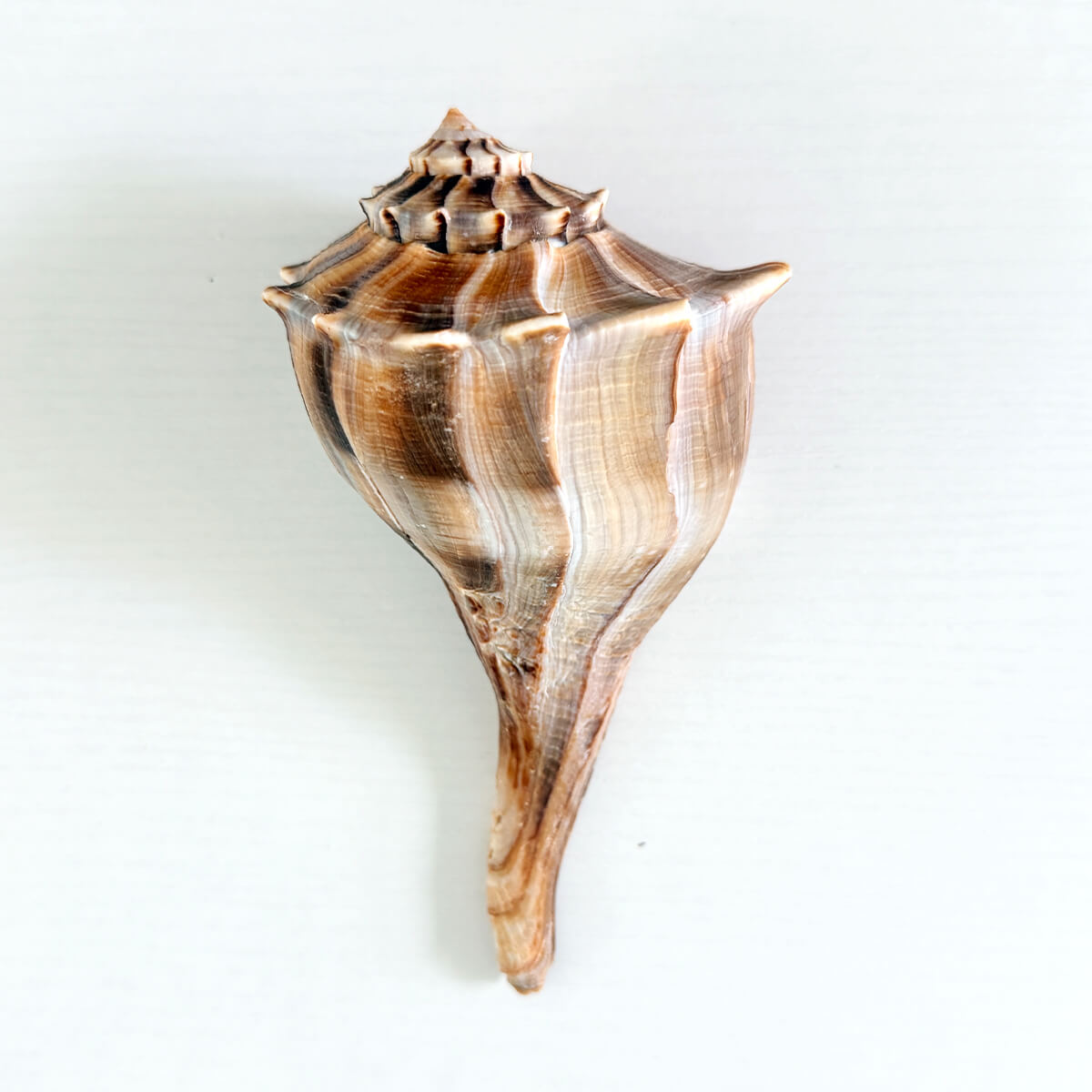 Florida Lightning Whelk Seashell