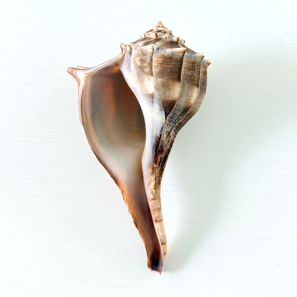 Florida Lightning Whelk Seashell