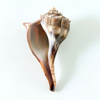 Florida Lightning Whelk Seashell