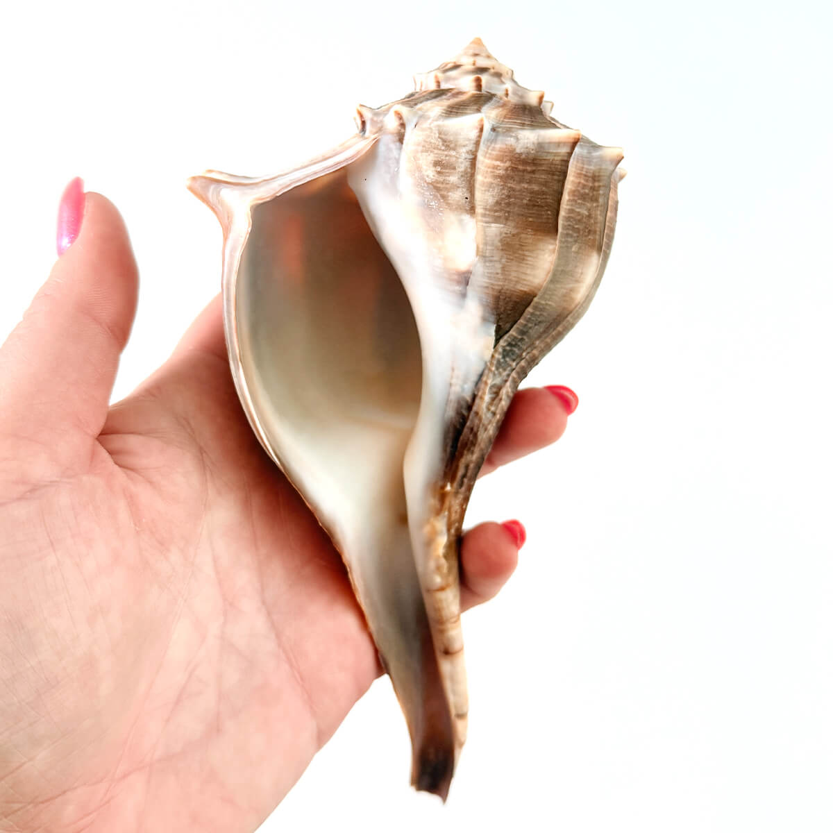 Florida Lightning Whelk Seashell