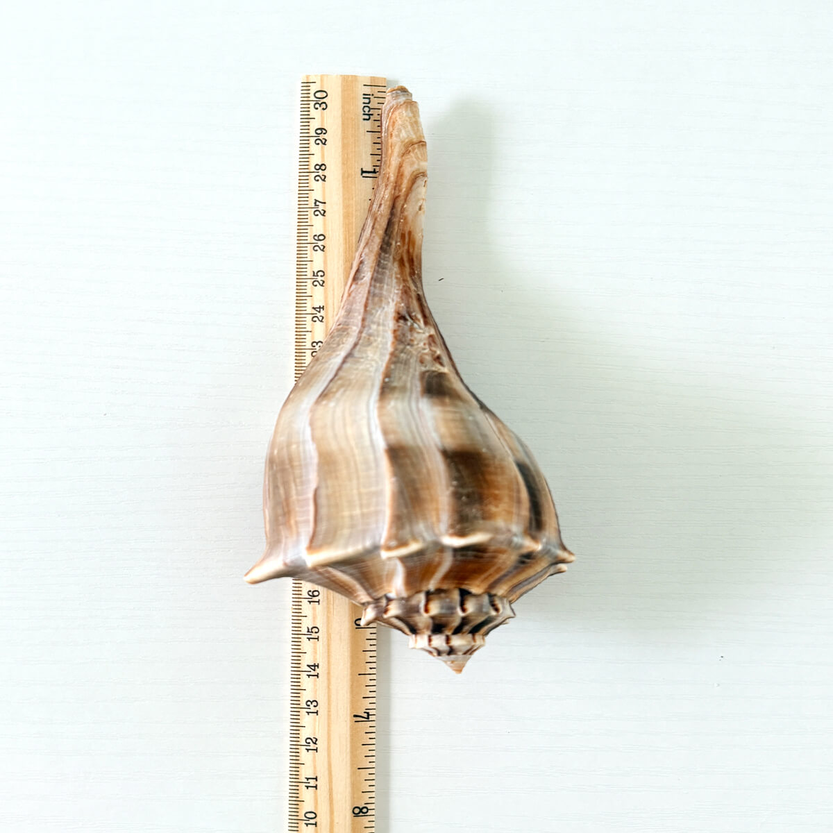 Florida Lightning Whelk Seashell