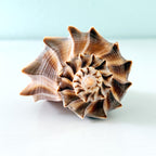 Large chocolate brown Lightning Whelk shell measuring 6.75 inches long hand-picked from St. Pete Beach Florida with rich natural coloring and beautiful detail 🐚✨