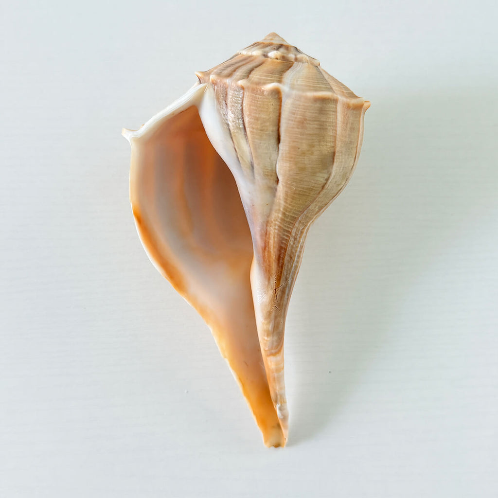 Florida Lightning Whelk Seashell