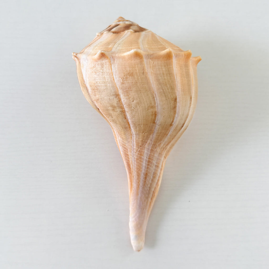 Florida Lightning Whelk Seashell