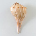 Florida Lightning Whelk Seashell
