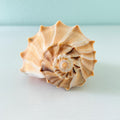 Large golden and white Lightning Whelk shell over 7.5 inches long hand-picked from St. Pete Beach Florida with beautiful natural swirls and coastal coloring 🐚✨