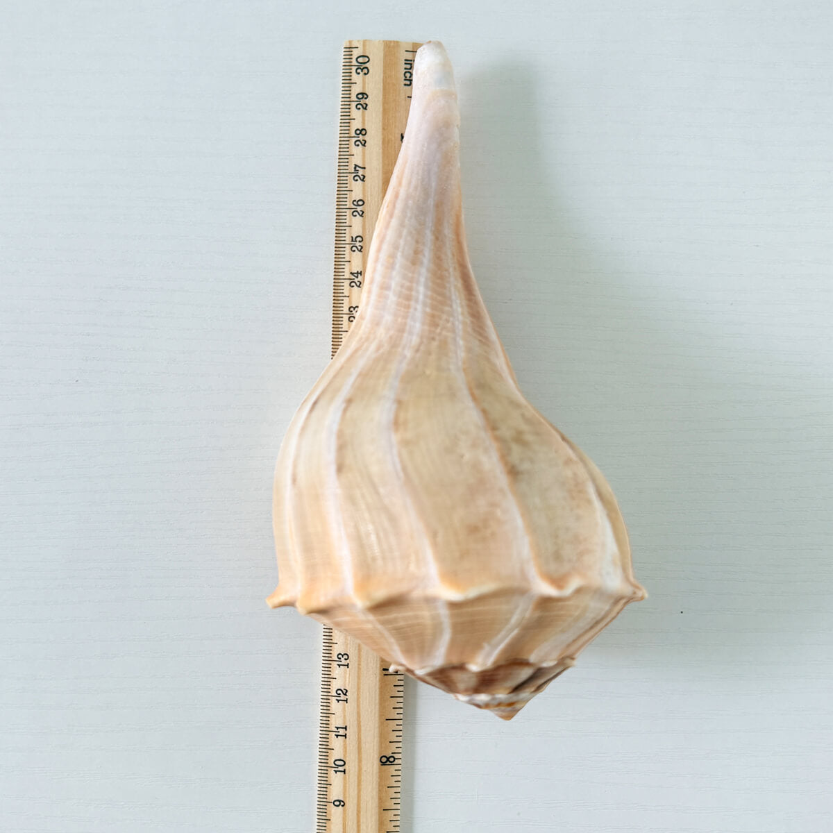 Florida Lightning Whelk Seashell