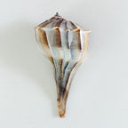 Florida Lightning Whelk Seashell
