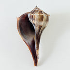 Florida Lightning Whelk Seashell