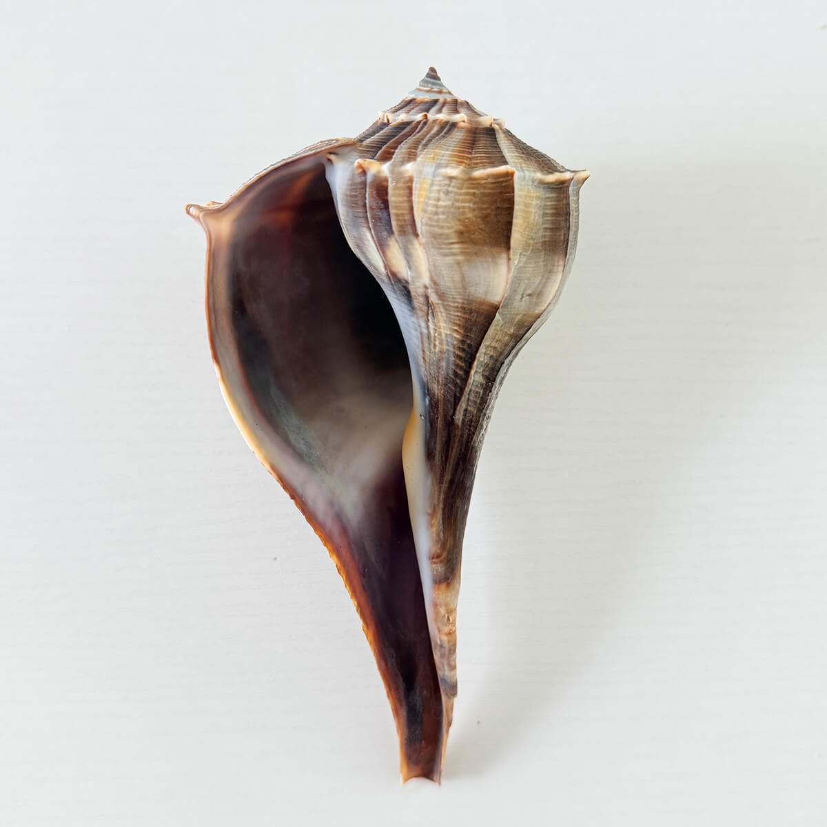 Florida Lightning Whelk Seashell