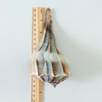 Florida Lightning Whelk Seashell