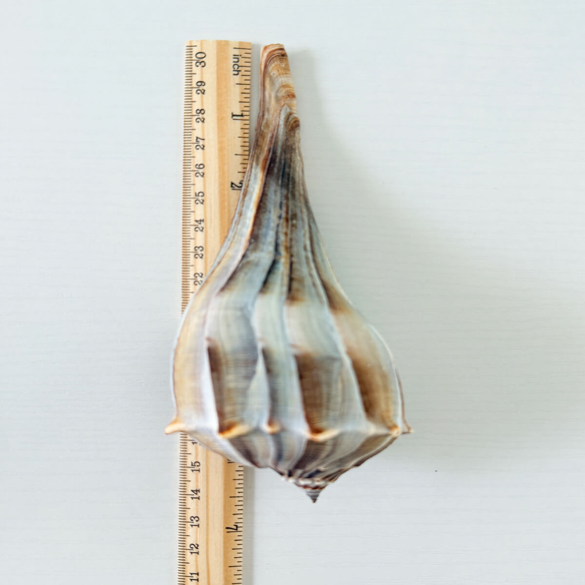 Florida Lightning Whelk Seashell