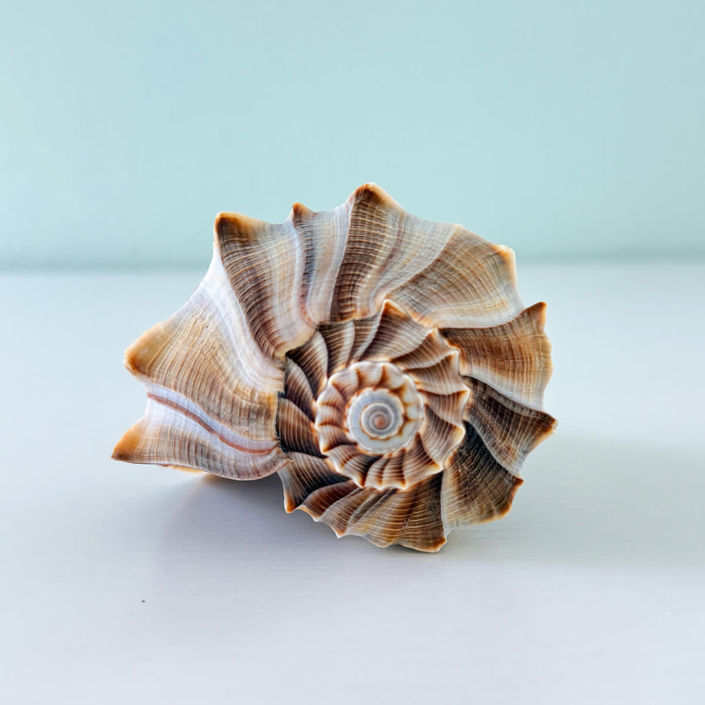 Large 6.75 inch gray and brown Lightning Whelk shell with beautiful spikes and exceptional natural coloring hand-picked from St. Pete Beach Florida 🐚✨