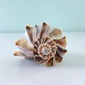 Large 6.75 inch gray and brown Lightning Whelk shell with beautiful spikes and exceptional natural coloring hand-picked from St. Pete Beach Florida 🐚✨