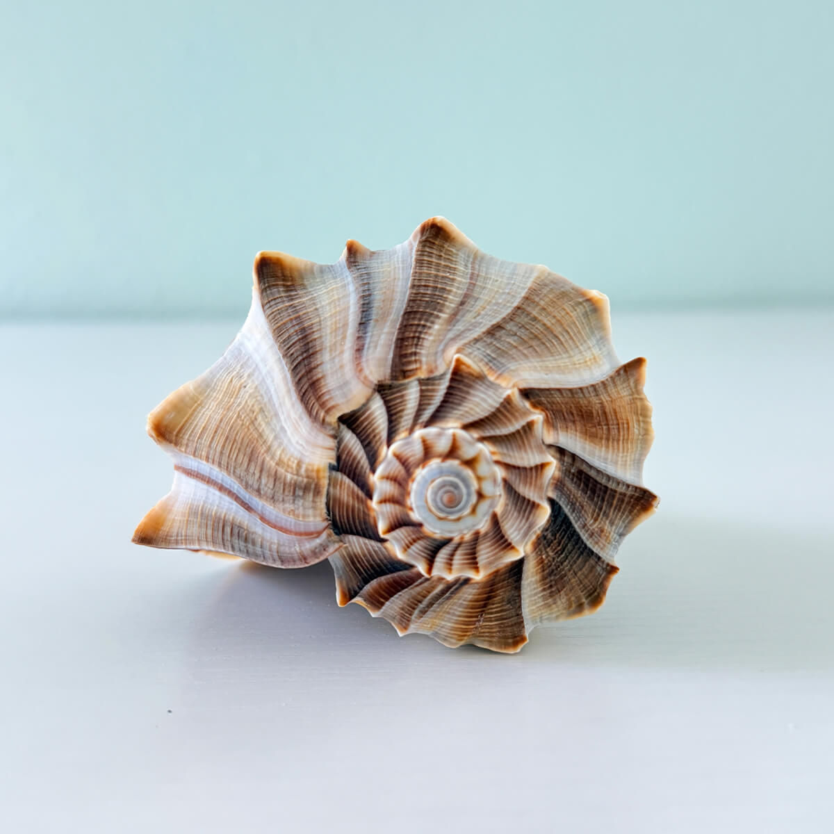 Large 6.75 inch gray and brown Lightning Whelk shell with beautiful spikes and exceptional natural coloring hand-picked from St. Pete Beach Florida 🐚✨