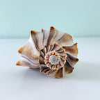 Large 6.75 inch gray and brown Lightning Whelk shell with beautiful spikes and exceptional natural coloring hand-picked from St. Pete Beach Florida 🐚✨