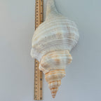 Florida Horse Conch Seashell (12 inches)