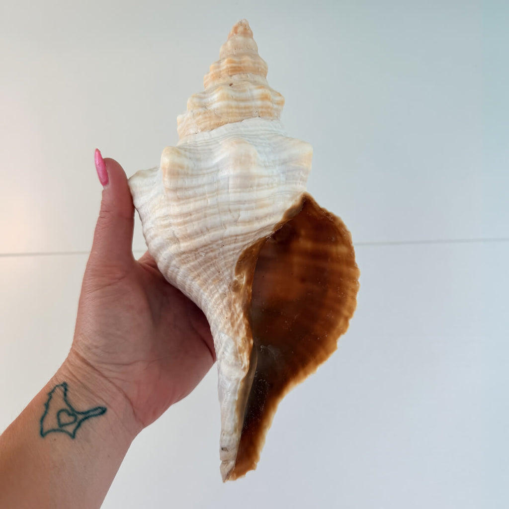 Florida Horse Conch Seashell (10 inches)