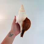 Florida Horse Conch Seashell (10 inches)