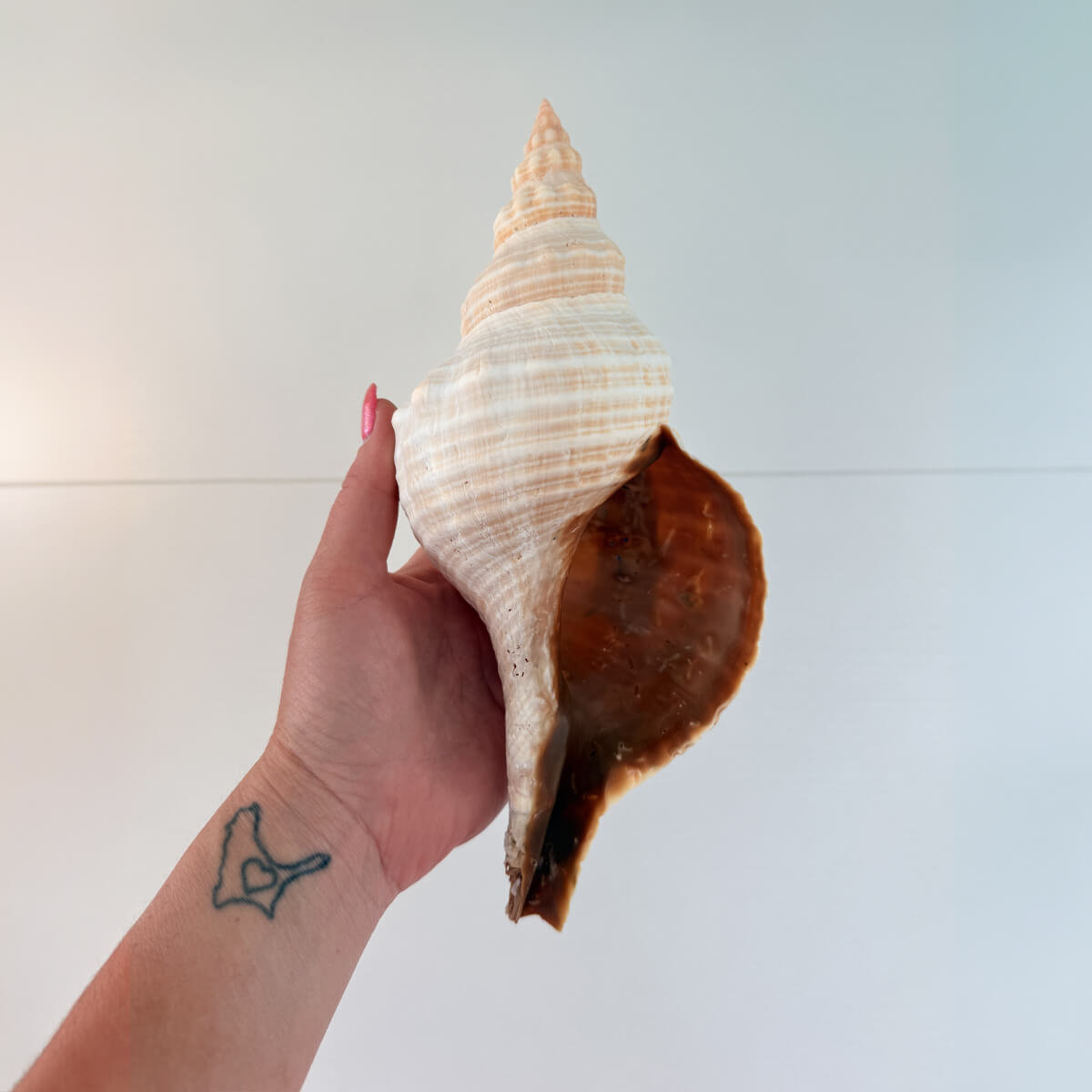 Florida Horse Conch Seashell (10 inches)
