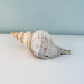 Florida Horse Conch Seashell (10 inches)