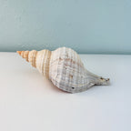 Florida Horse Conch Seashell (10 inches)