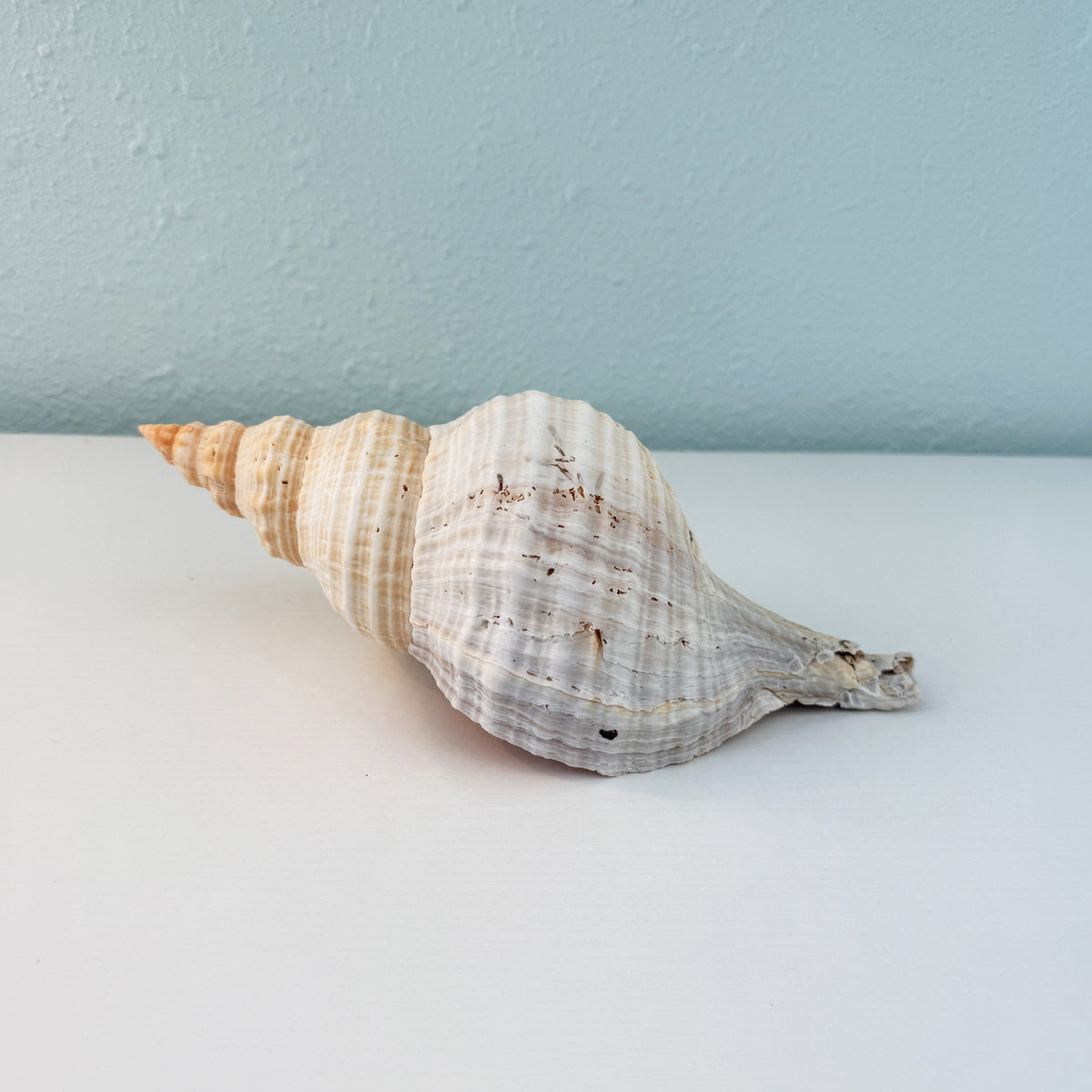 Florida Horse Conch Seashell (10 inches)