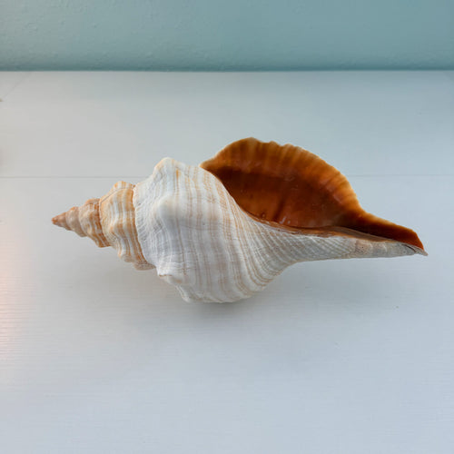 Florida Horse Conch Seashell (12 inches)