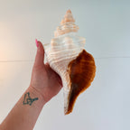 Florida Horse Conch Seashell (12 inches)