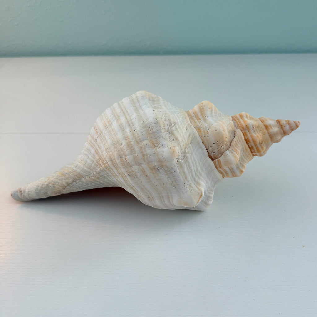 Florida Horse Conch Seashell (12 inches)