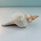Florida Horse Conch Seashell (12 inches)