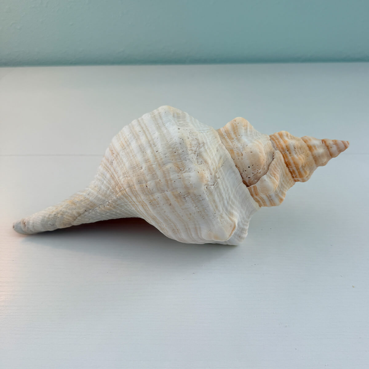 Florida Horse Conch Seashell (12 inches)