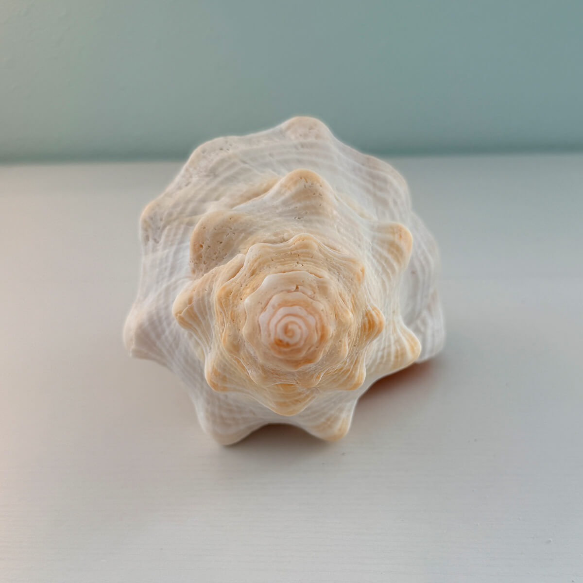Florida Horse Conch Seashell (12 inches)