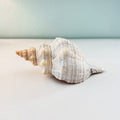 Florida Horse Conch Seashell (10 inches)